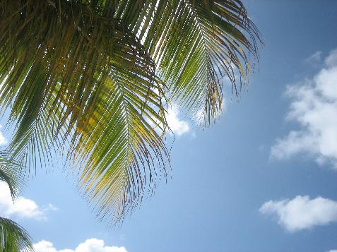 20060120115752   Palms